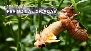 How Cicadas Evolved to Emerge Every 17 Years [upl. by Netnerb]