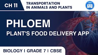 Translocation of Plant  Transportation in Animals and Plants  Class 7 Biology Chapter 11 [upl. by Atcliffe814]