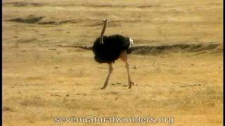 How fast does an Ostrich runmov [upl. by Wasserman]