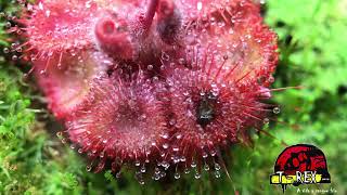 Planta carnívora drosera burmani red [upl. by Lyndsie497]