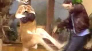 Kangaroo Goes Berserk Benny Hill Version [upl. by Anihtyc]