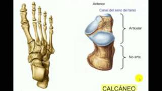 OSTEOLOGIA DE MIEMBRO INFERIOR 9 Diagnostico X [upl. by Euqram]