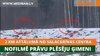 Divu kilometru attālumā no Salacgrīvas centra nofilmē prāvu plēsēju ģimeni Aculiecinieka video [upl. by Noli22]