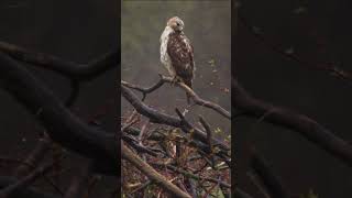 Hawk stalking prey in the rain hawk wildlife nature birders [upl. by Annaid]