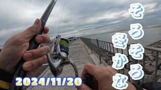 【愛知県釣り】20241120 エサ釣でこの状況は・・・＃231 [upl. by Melak]