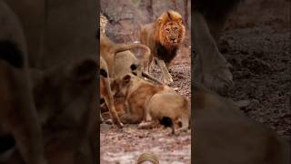 King of Pride entry animals wildlife shortsfeed viralvideo [upl. by Hymie222]