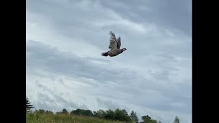 American Water Spaniel Club Video [upl. by Jorgensen47]