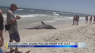 Catch of a lifetime Fisherman catches 12foot great white shark caught on Florida beach [upl. by Lundgren]