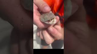 Lizard Fish Bit my Hand🤦‍♂️😂 travel florida fishing [upl. by Aiden]