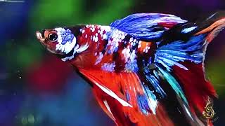 The Most Stunning Betta Fish Youve Ever Seen bettafish bettafishfight betta fish [upl. by Lednor]