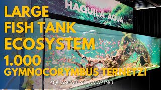 Large Fish Tank Ecosystem l Full Gymnocorymbus Ternetzi Aquascaping Review [upl. by Jaworski]