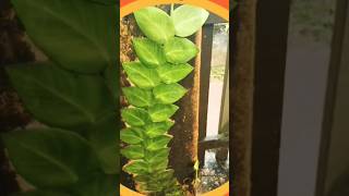 Rhaphidophoraplants shortsviral nature lushplants gardening [upl. by Ward]