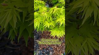 Acer palmatum “Mikawa yatsubusa” … japanesemaple acerpalmatum garden tree plant maple acer [upl. by Anita]