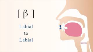 β  voiced bilabial non sibilant fricative [upl. by Dat]