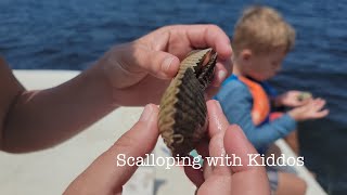 Scalloping Catch and Clean With Kids [upl. by Nnawaj]