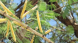 Acacia catechu known as khadira Karingali Black cutch tree saplings [upl. by Bernardina]