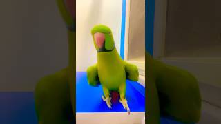 My talkative parrot is dancing and singing viralvideo [upl. by Furiya]