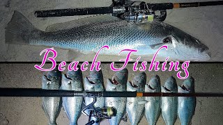 Beach Fishing at Night Mulloway and Tailor [upl. by Selrhc]