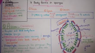 Ascon body form in sponges [upl. by Merow499]