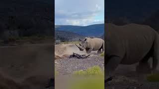 Unfazed Giant How a Rhino Escaped the Lions’ Attack [upl. by Atillertse]