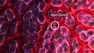 Malaria Lifecycle Part 1 Human Host 2016 [upl. by Naejamron]