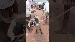 VM Sheep Farmsheepfarm animals sheeps goat achampet youtubeshorts viralshort shorts [upl. by Airotkiv]