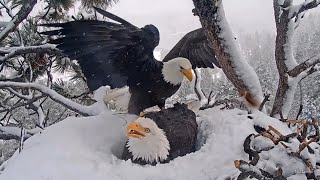 FOBBV CAM🦅Switcheroos In Winter Wonderland❄️Jackie Gets Some MeTime🥚🥚🥚20240202 [upl. by Anircam]