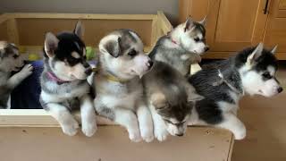 Gorgeous husky puppies trying to escape [upl. by Hardan]