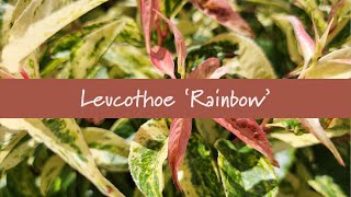 Leucothoe Rainbow at Prides Corner Farms [upl. by Anaib]