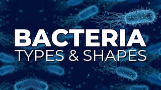 BACTERIA TYPES AND SHAPES [upl. by Maller333]