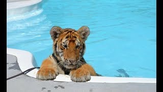 CUTEST Baby Tiger Videos That You Have To See  Cute Baby Animals [upl. by Ivor692]