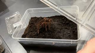 Feeding young SAF Theraphosa Apophysis  Pinkfoot Goliath [upl. by Stephine]