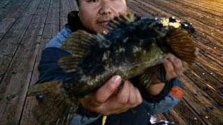 Fishing Rockfish from a Pier  Catch and Cook [upl. by Eilzel]