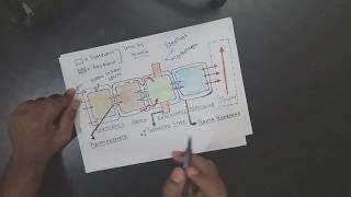 APOPLAST AND SYMPLAST PATHWAY DETAILED  DIFFERENCE BW APOPLAST AND SYMPLAST [upl. by Jervis]