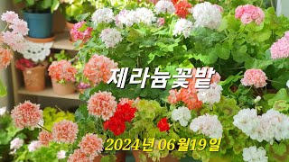 제라늄 꽃밭 2024년 06월 19일 영상입니다 [upl. by Hopkins]