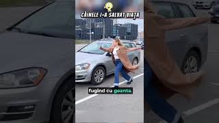 CÂINELE CARE IA ARĂTAT CE ARE DE FĂCUT viral curiozități poveste [upl. by Pudens]