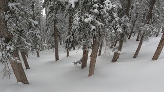 Powder Trees  Arizona Snowbowl February 2 2024 [upl. by Bahe]