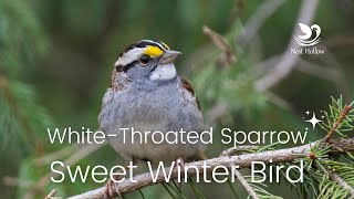 WhiteThroated Sparrows Song and Facts About This Winter Bird [upl. by Dworman]