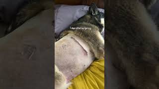 Incision healing progress The first two weeks post surgery caninelobectomy caninerehab [upl. by Brebner]