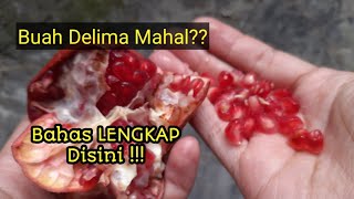 BUAH DELIMA MAHAL KITA BAHAS LENGKAP [upl. by Bekaj]