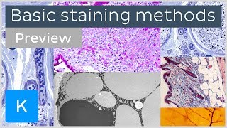 Basic histological staining methods preview  Human Histology  Kenhub [upl. by Yentroc]