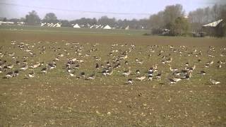 Stol de gaste salbatice Biesbosch The Nederlands [upl. by Aidas]