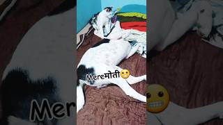 Dog and cat unlimited fun🤣 dog trending doglover funny fun ytshorts comedy cat catvideo [upl. by Ylrebmyk]