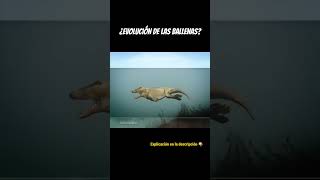 EVOLUCIÓN DE LAS BALLENAS 🐋 [upl. by Onimod]