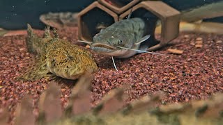 얼룩 동사리 피딩 Korean spotted sleeper feeding Odontobutis interrupta [upl. by Jamilla618]