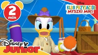 Klub przyjaciół Myszki Miki  Safari Pete i układanka Oglądaj w Disney Junior [upl. by Katuscha913]