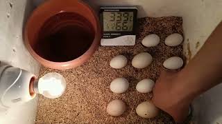 Como hacer una incubadora para huevos de gallina  Huevos para incubar en caja Thermocol [upl. by Alage]