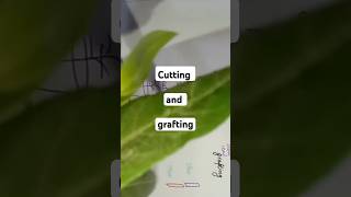 Artificial vegetative propagation cutting grafting propagation vegetative cuttingofstem [upl. by Lawtun]