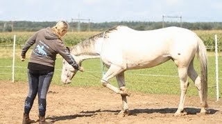 Vrijheidsdressuur uitleg Voetjes optillen op commando [upl. by Alil804]