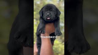 Quality Black Labrador Puppy Sale😍 Dog Sale Delhi😁 [upl. by Tadio889]